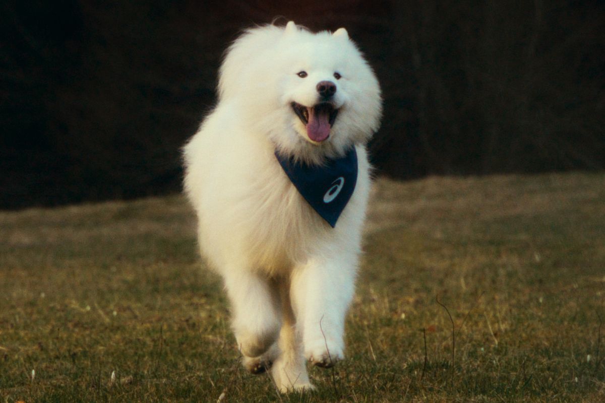 ASICS Tunjuk Anjing Samoyed Sebagai Brand Ambassador, Langkah Unik yang Curi Perhatian