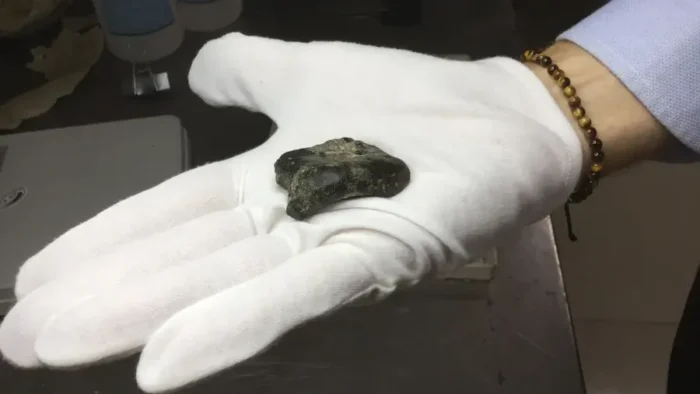 Fosil Homo Erectus Berusia 140.000 Tahun Ditemukan di Dasar Laut Selat Madura