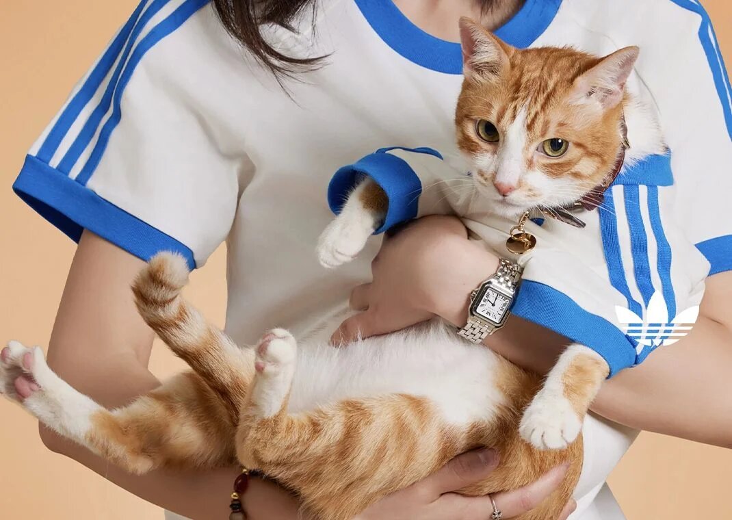 Adidas Originals Luncurkan Aksesori Hewan Peliharaan Sentuhan Streetwear